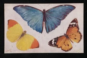 Foreign Butterflies
