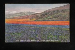 Kern County's Arvin Wild Flowers Festival Fields, California